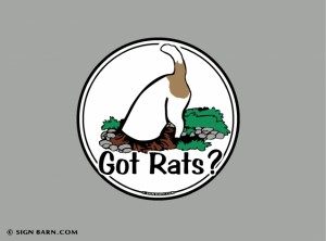 got rats?