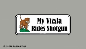 My Vizsla rides shotgun!