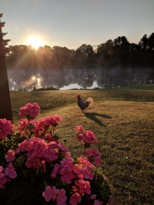 about-us_leo-the-friendly-rooster-at-dawn_2018-07-23_65413.jpg - Thumb Gallery Image of About Us